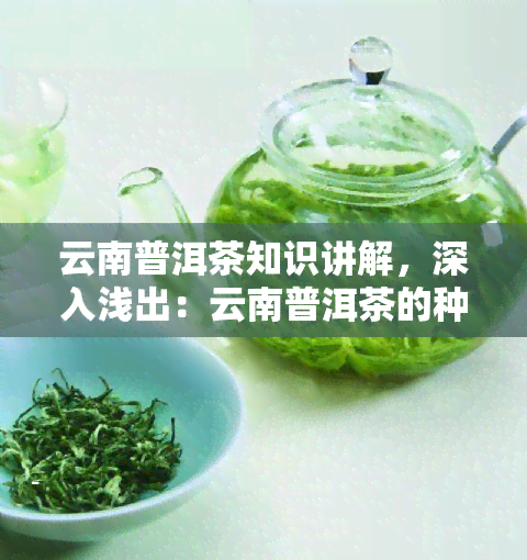 云南普洱茶知识讲解，深入浅出：云南普洱茶的种类、制作工艺与品鉴方法全解析