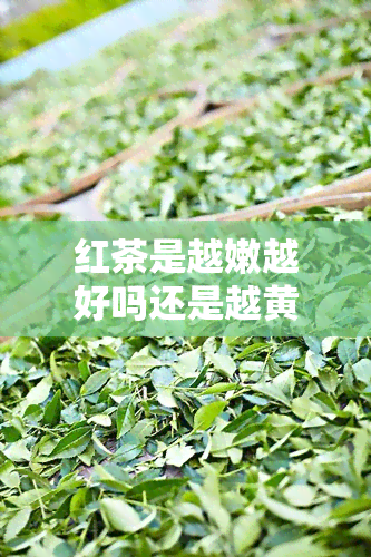 红茶是越嫩越好吗还是越黄，红茶，嫩叶好还是老叶好？