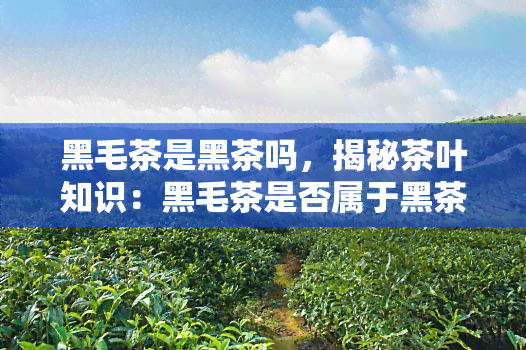 黑毛茶是黑茶吗，揭秘茶叶知识：黑毛茶是否属于黑茶？