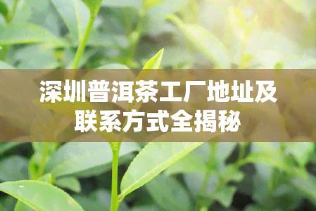 深圳普洱茶工厂地址及联系方式全揭秘