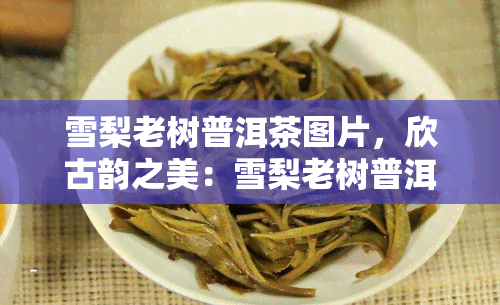 雪梨老树普洱茶图片，欣古韵之美：雪梨老树普洱茶图片