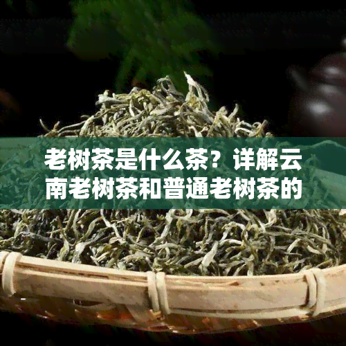 老树茶是什么茶？详解云南老树茶和普通老树茶的区别