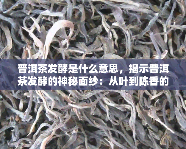 普洱茶发酵是什么意思，揭示普洱茶发酵的神秘面纱：从叶到陈香的转化过程