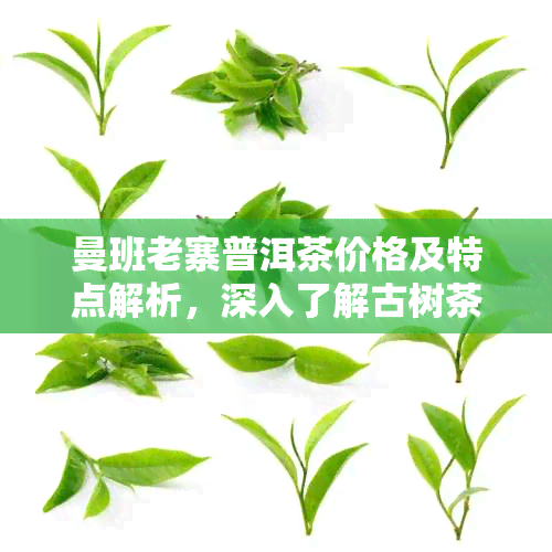 曼班老寨普洱茶价格及特点解析，深入了解古树茶的魅力