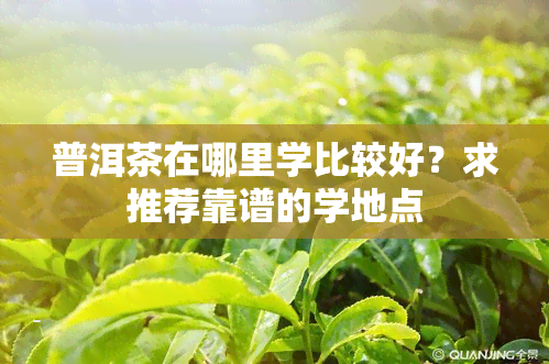 普洱茶在哪里学比较好？求推荐靠谱的学地点