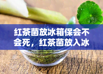 红茶菌放冰箱保会不会死，红茶菌放入冰箱保是否会影响其存活？