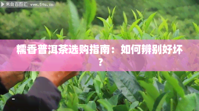 糯香普洱茶选购指南：如何辨别好坏？