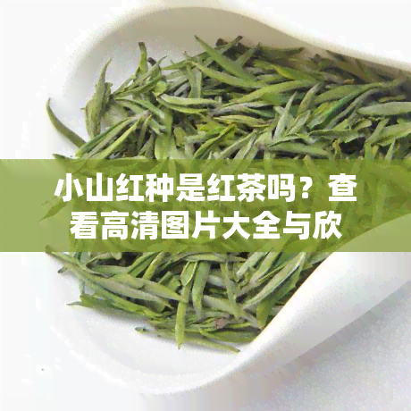 小山红种是红茶吗？查看高清图片大全与欣