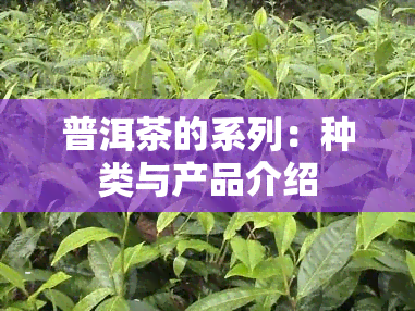 普洱茶的系列：种类与产品介绍