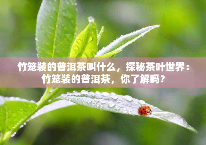 竹笼装的普洱茶叫什么，探秘茶叶世界：竹笼装的普洱茶，你了解吗？