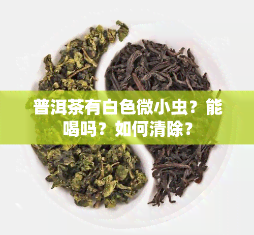 普洱茶有白色微小虫？能喝吗？如何清除？