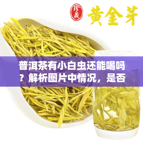 普洱茶有小白虫还能喝吗？解析图片中情况，是否安全无？