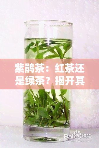 紫鹃茶：红茶还是绿茶？揭开其神秘面纱