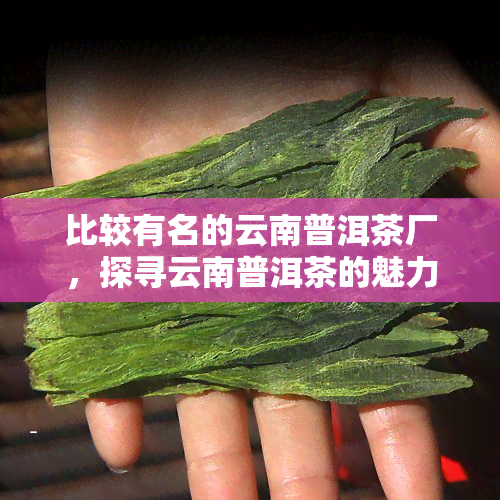 比较有名的云南普洱茶厂，探寻云南普洱茶的魅力：揭秘知名的普洱茶厂