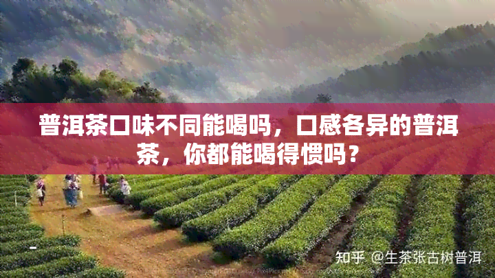 普洱茶口味不同能喝吗，口感各异的普洱茶，你都能喝得惯吗？