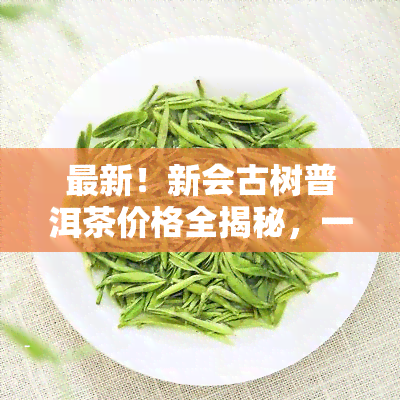 最新！新会古树普洱茶价格全揭秘，一网打尽各类品种价格表