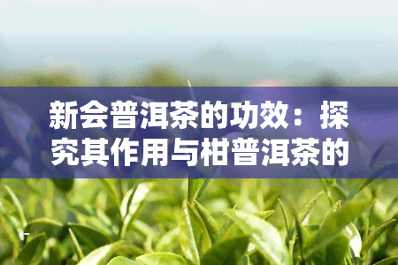 新会普洱茶的功效：探究其作用与柑普洱茶的联系