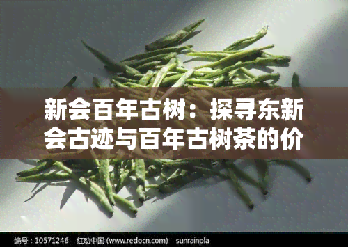 新会百年古树：探寻东新会古迹与百年古树茶的价格表