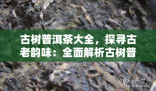 古树普洱茶大全，探寻古老韵味：全面解析古树普洱茶的种类与特点