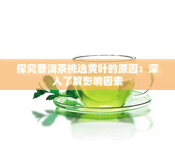 探究普洱茶挑选黄叶的原因：深入了解影响因素