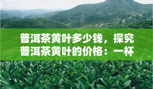 普洱茶黄叶多少钱，探究普洱茶黄叶的价格：一杯价值几何？