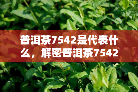 普洱茶7542是代表什么，解密普洱茶7542：含义与特点