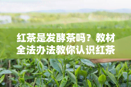 红茶是发酵茶吗？教材全法办法教你认识红茶及其保存期限