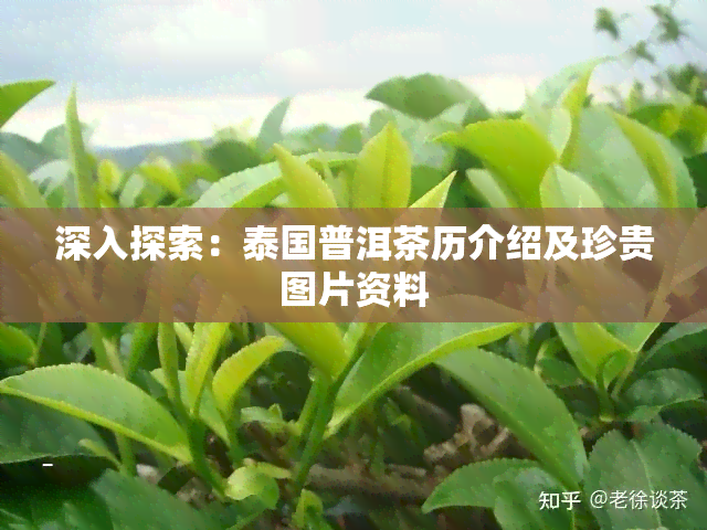 深入探索：泰国普洱茶历介绍及珍贵图片资料