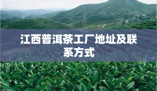 江西普洱茶工厂地址及联系方式