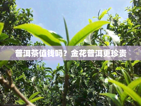 普洱茶值钱吗？金花普洱更珍贵