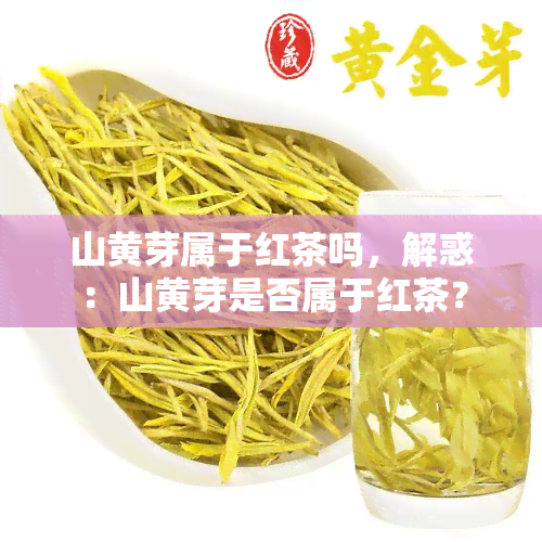 山黄芽属于红茶吗，解惑：山黄芽是否属于红茶？