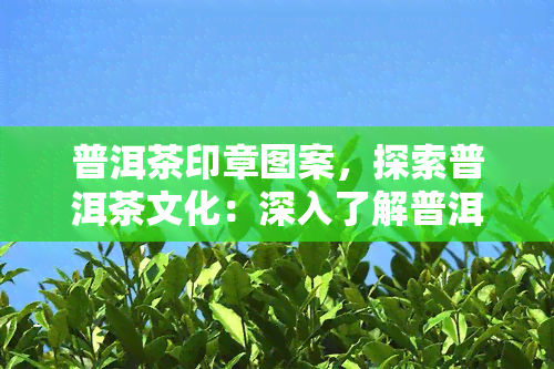 普洱茶印章图案，探索普洱茶文化：深入了解普洱茶印章图案的意义与历