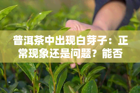 普洱茶中出现白芽子：正常现象还是问题？能否饮用？