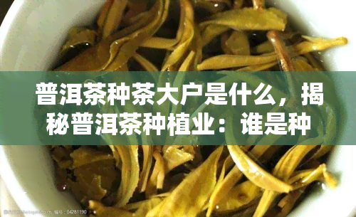 普洱茶种茶大户是什么，揭秘普洱茶种植业：谁是种茶大户？