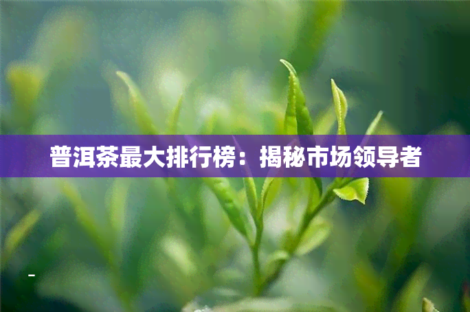 普洱茶更大排行榜：揭秘市场领导者