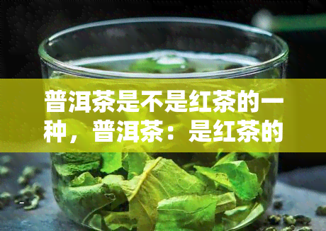 普洱茶是不是红茶的一种，普洱茶：是红茶的一种吗？探讨其分类和特点