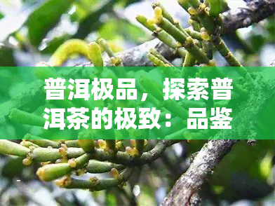 普洱极品，探索普洱茶的极致：品鉴普洱极品的魅力与价值