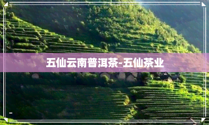 五仙云南普洱茶-五仙茶业