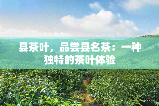 县茶叶，品尝县名茶：一种独特的茶叶体验