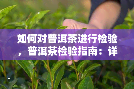 如何对普洱茶进行检验，普洱茶检验指南：详解检测步骤与方法