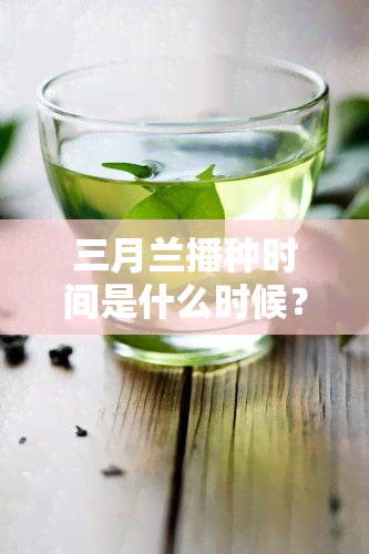 三月兰播种时间是什么时候？