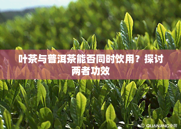 叶茶与普洱茶能否同时饮用？探讨两者功效