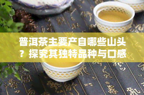 普洱茶主要产自哪些山头？探究其独特品种与口感