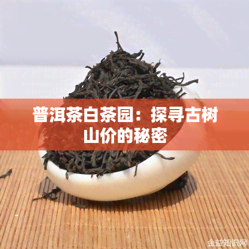 普洱茶白茶园：探寻古树山价的秘密