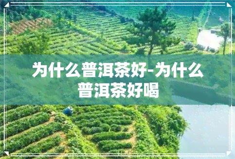 为什么普洱茶好-为什么普洱茶好喝