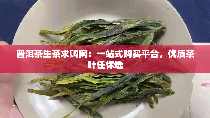 普洱茶生茶求购网：一站式购买平台，优质茶叶任你选