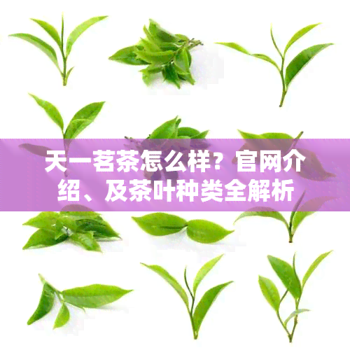 天一茗茶怎么样？官网介绍、及茶叶种类全解析