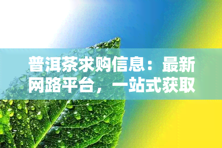 普洱茶求购信息：最新网路平台，一站式获取最新求购资讯