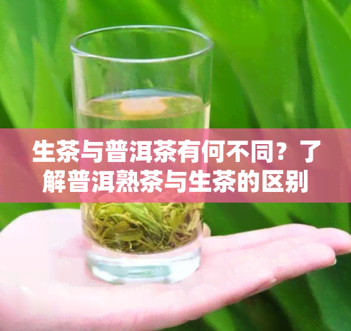 生茶与普洱茶有何不同？了解普洱熟茶与生茶的区别及其功效