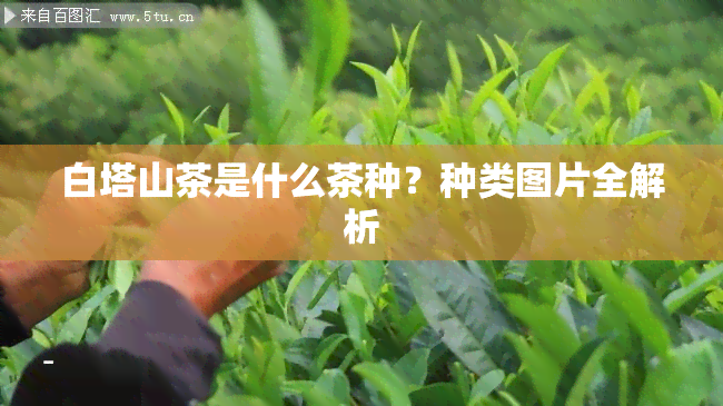 白塔山茶是什么茶种？种类图片全解析